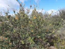 Image of Lambertia inermis R. Br.