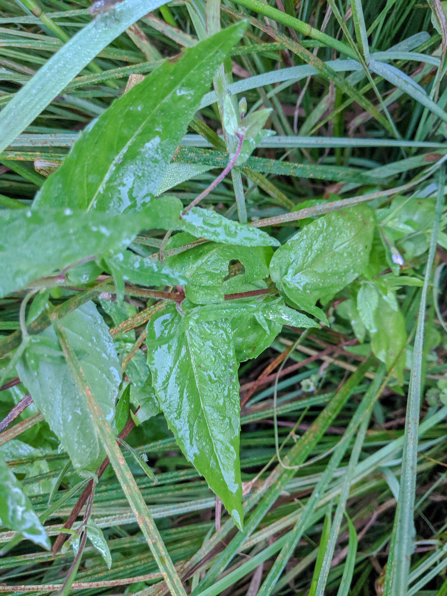 Image of glaucus willowherb