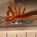 Image of Acrocirrus validus Marenzeller 1879
