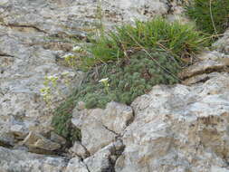 Image of Saxifraga squarrosa Sieber