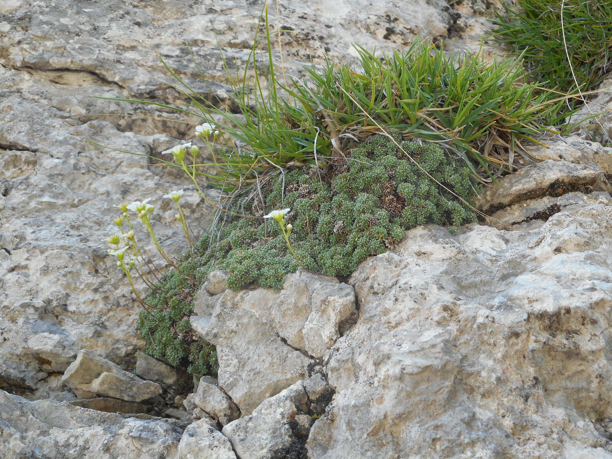 Sivun Saxifraga squarrosa Sieber kuva