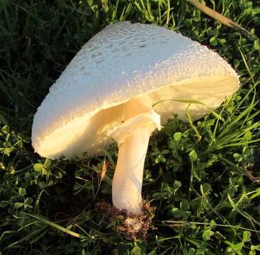 Image of Green-spored parasol