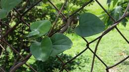 Smilax aristolochiifolia Mill. resmi