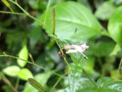 Image of false waterwillow