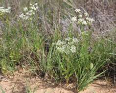 Plancia ëd Eurytaenia texana Torr. & Gray