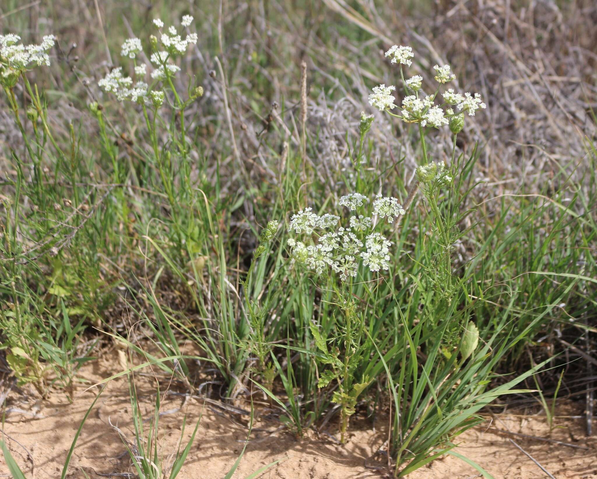 Plancia ëd Eurytaenia texana Torr. & Gray