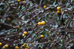 Image of manzanita tejocotera