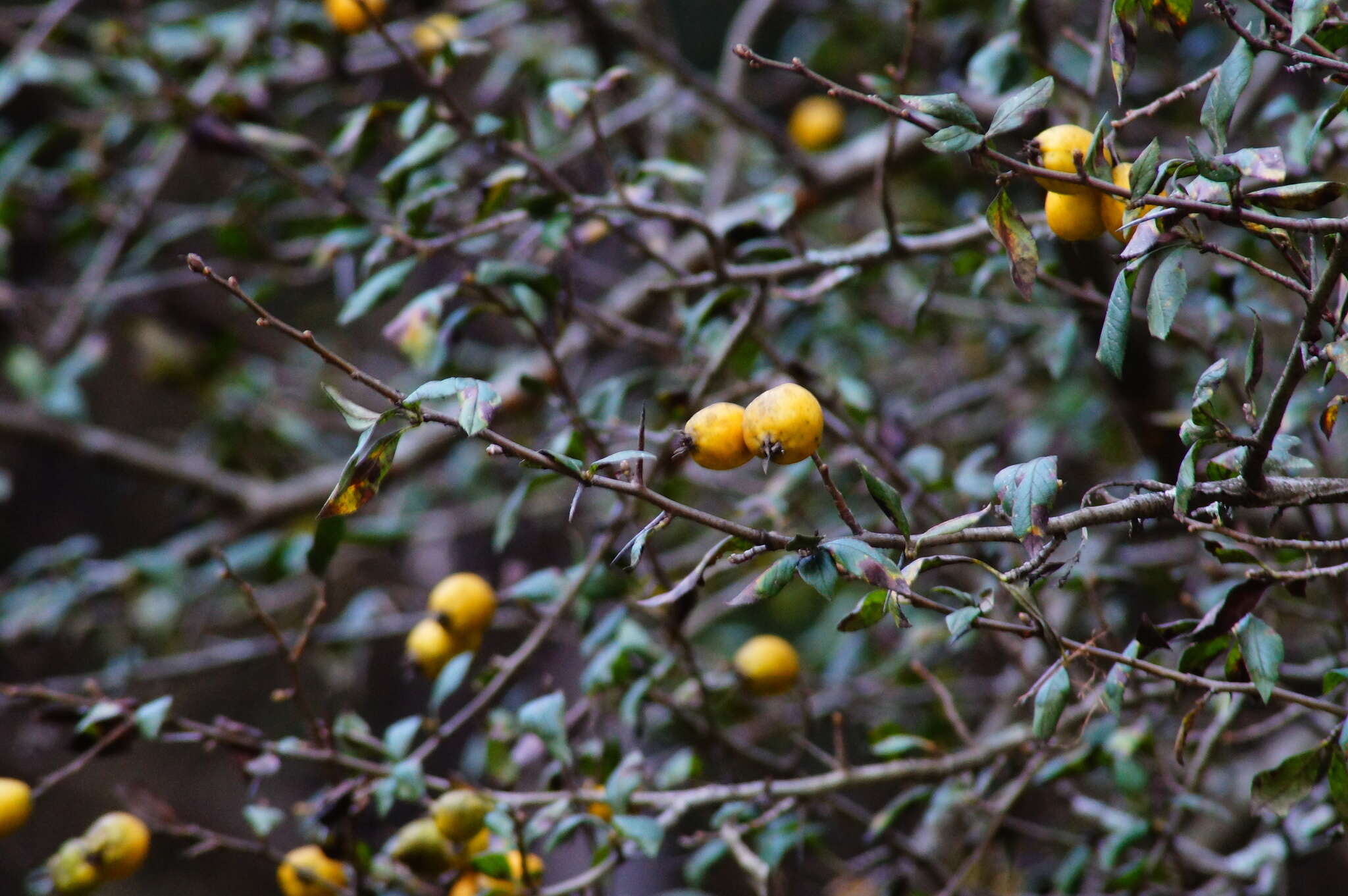 Imagem de Crataegus mexicana Moc. & Sesse ex DC.