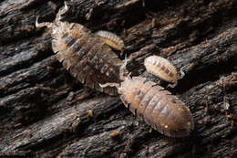 Image of Armadilloniscus coronacapitalis Menzies 1950