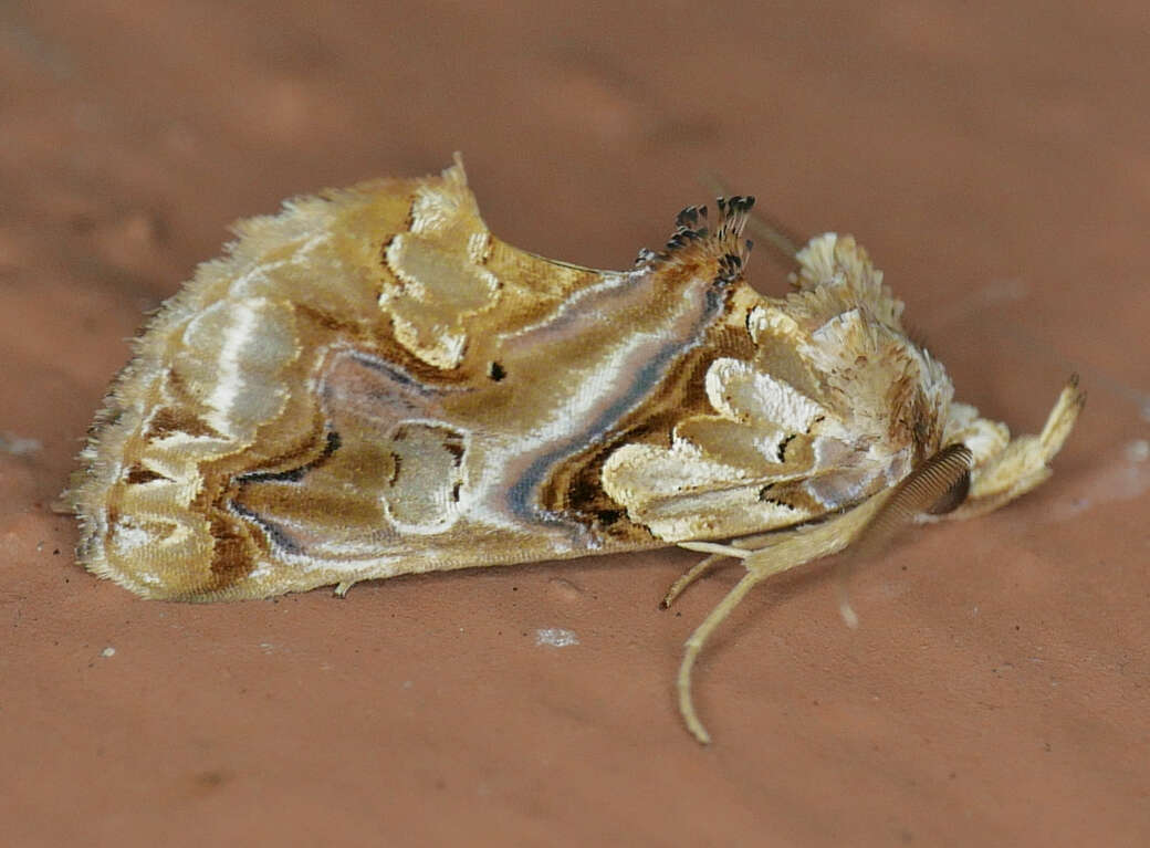 Image of Moonseed Moth