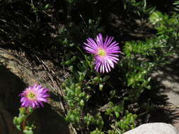 Imagem de Lampranthus falciformis var. falciformis