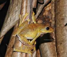 Rhacophorus margaritifer (Schlegel 1837)的圖片