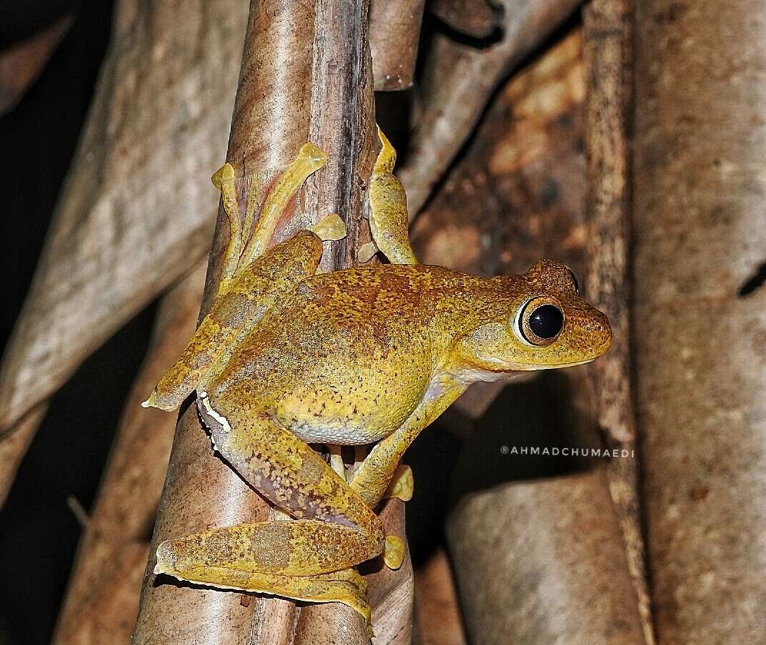 Rhacophorus margaritifer (Schlegel 1837)的圖片