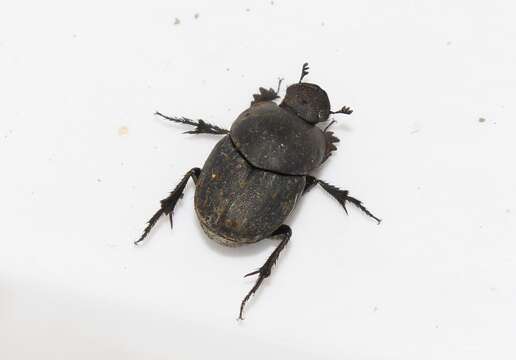 Imagem de Euonthophagus gibbosus (Scriba 1790)