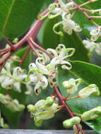 Image of Lomatia arborescens L. Fraser & Vickery