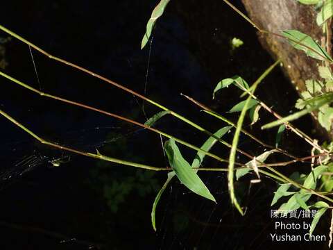 Image of Microstegium nudum (Trin.) A. Camus