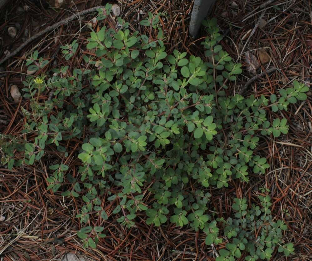 Слика од Euphorbia serrula Engelm.