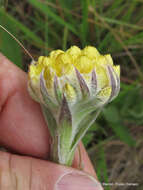 Слика од Helichrysum auriceps O. M. Hilliard