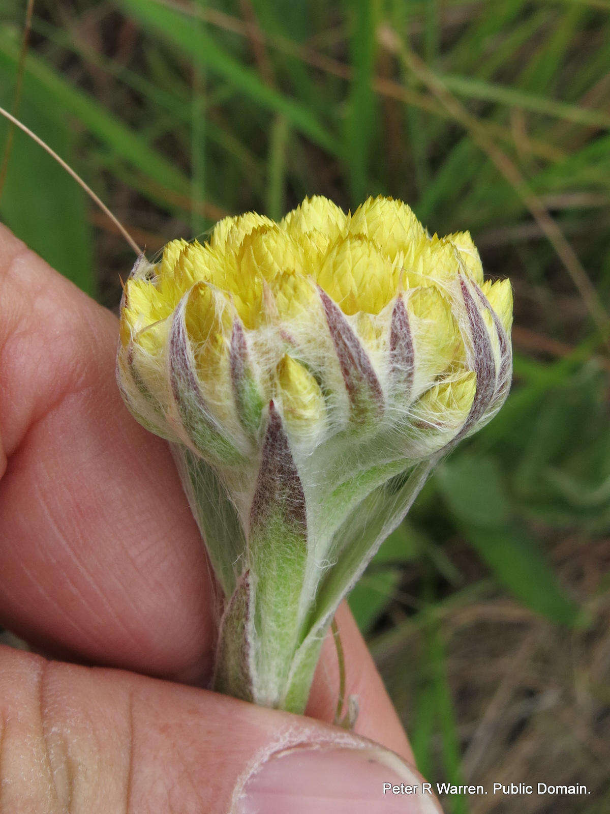 Слика од Helichrysum auriceps O. M. Hilliard