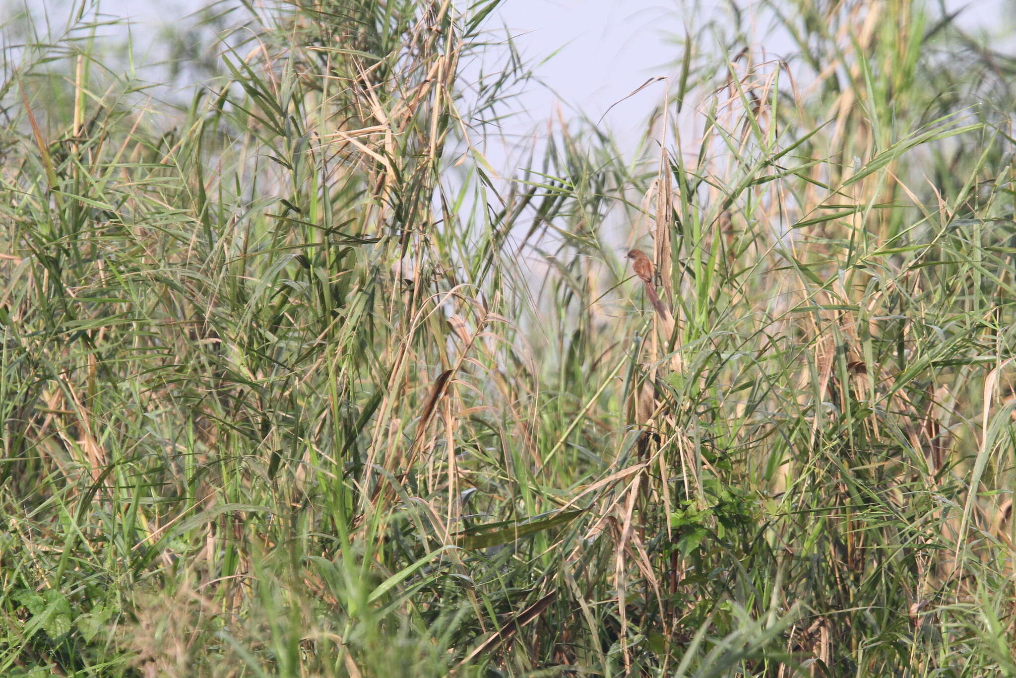 Image of Jerdon's Babbler