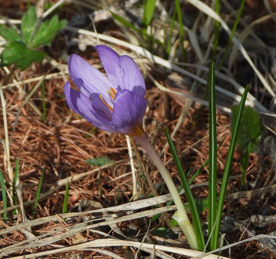 Image of various-coloured crocus