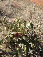 Image of Grevillea ilicifolia subsp. ilicifolia