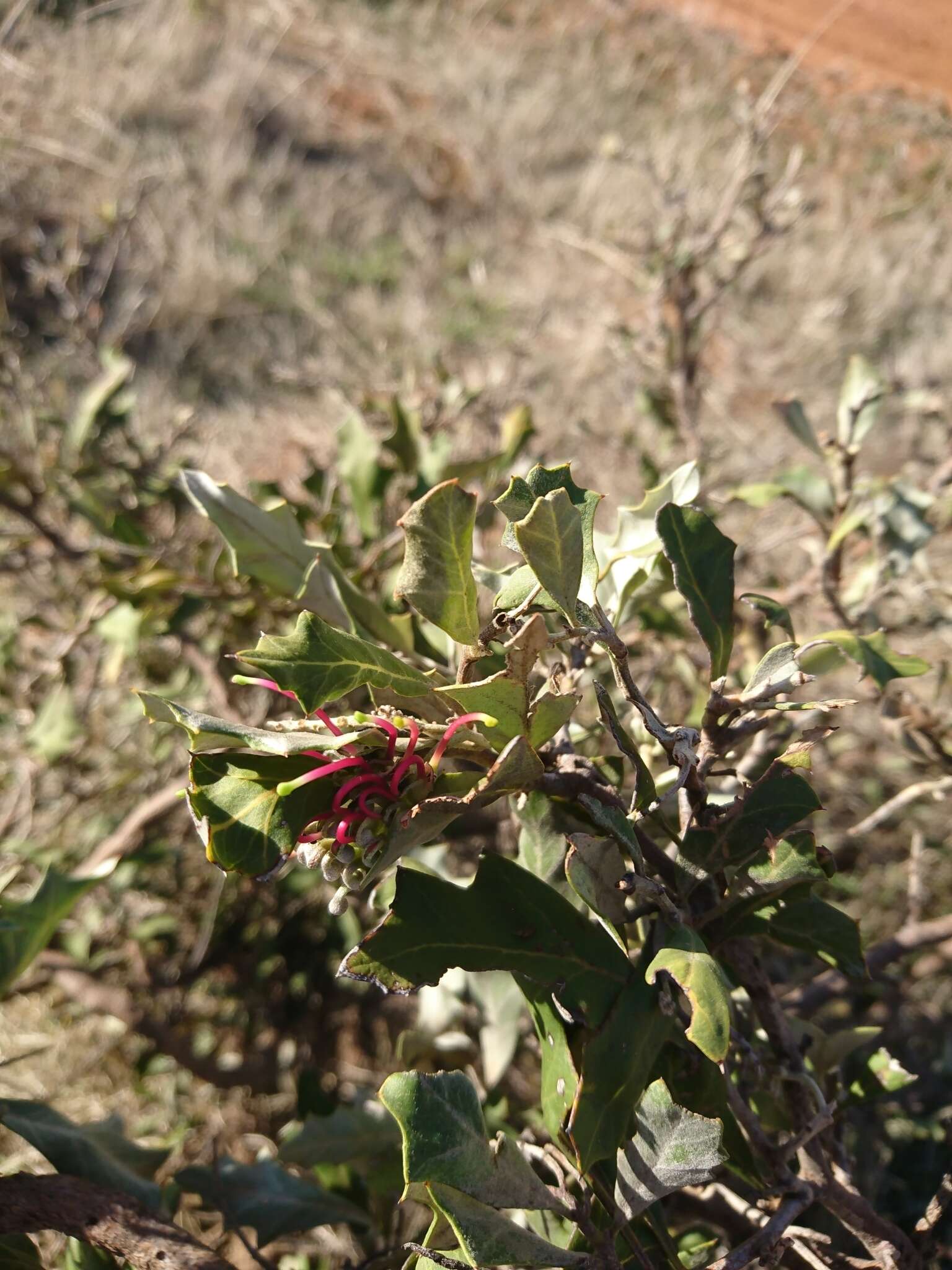 Image of Grevillea ilicifolia subsp. ilicifolia