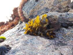 Image of Sargassum obtusifolium