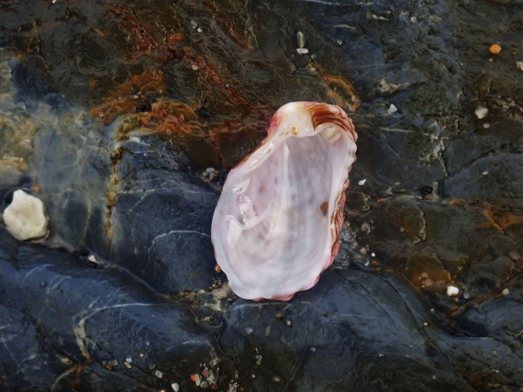 Image of large-ribbed cardita