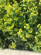 Image of Wood Spurge