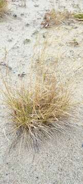 Image of Deschampsia cespitosa subsp. cespitosa