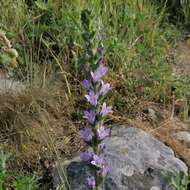 Image of Campanula macrostachya Waldst. & Kit. ex Willd.