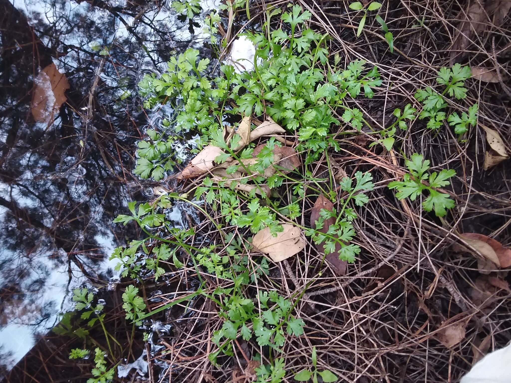 Image of Leptinella longipes Hook. fil.