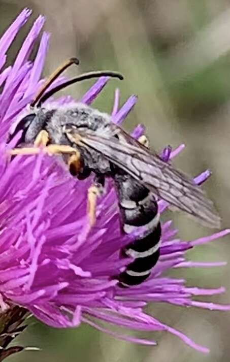 Halictus sexcinctus (Fabricius 1775)的圖片