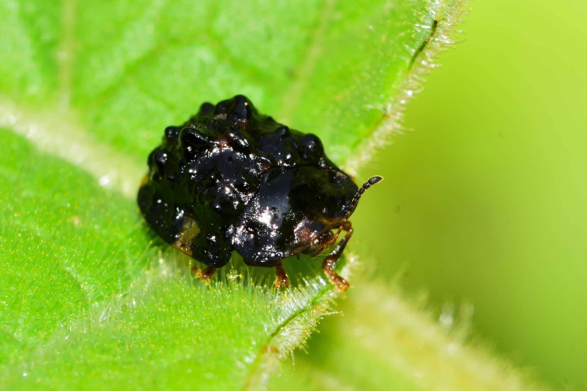 Parorectis rugosa (Boheman 1854) resmi