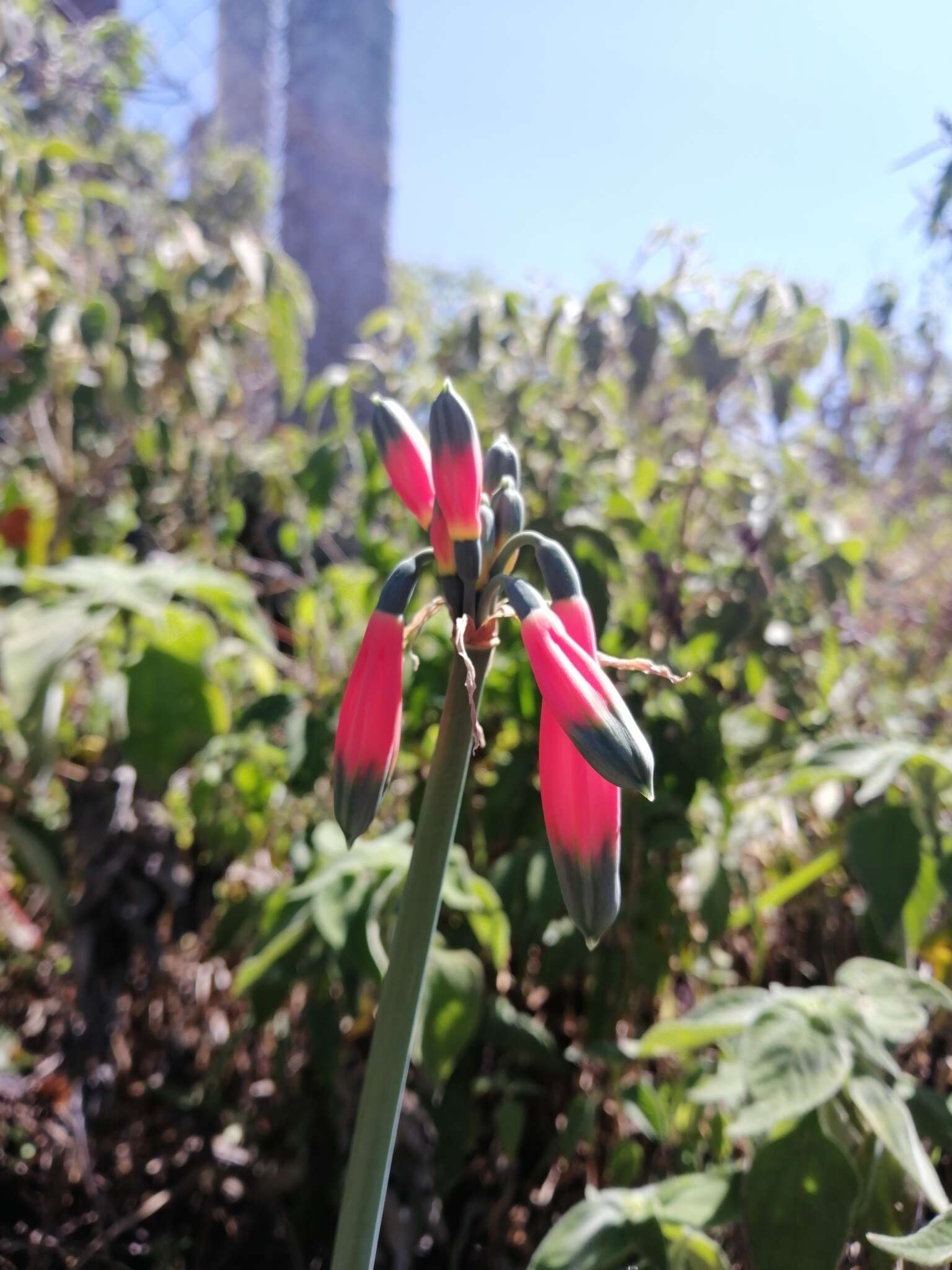 Imagem de Phaedranassa cuencana Minga, C. Ulloa & Oleas