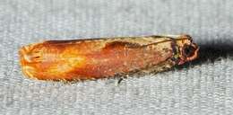 Image of Maple Leaftier Moth