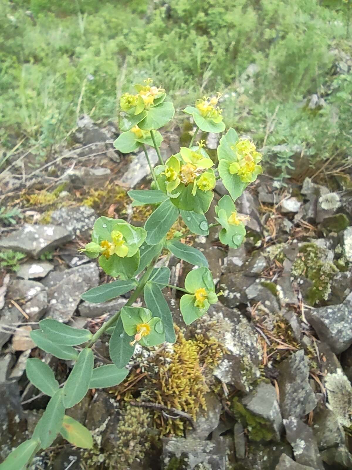 Euphorbia caesia Kar. & Kir. resmi