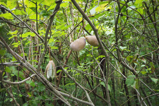 Image of Akebia trifoliata (Thunb.) Koidz.