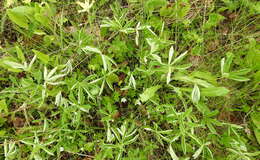 Image of White Cinquefoil