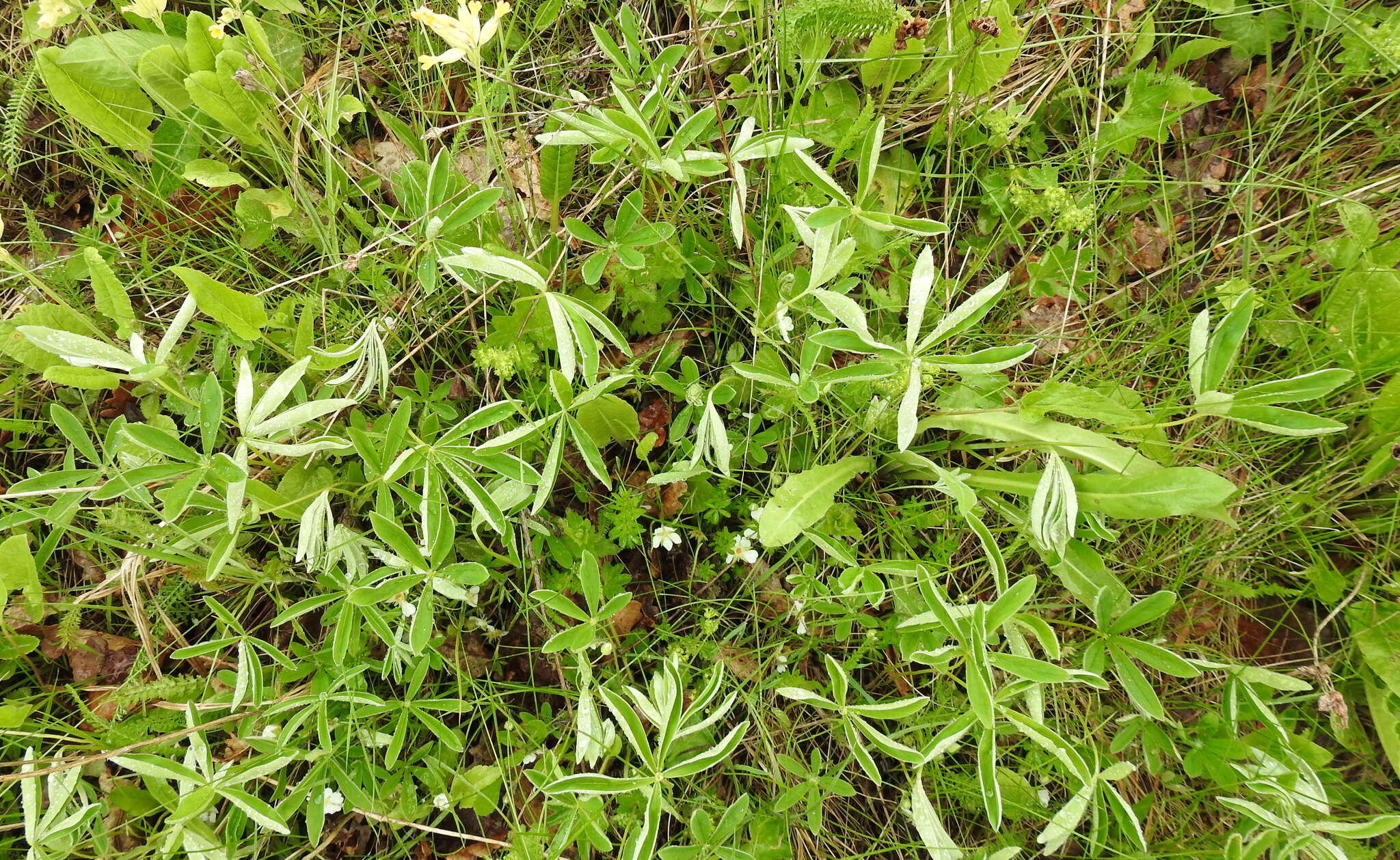 Image of White Cinquefoil