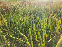 Image of Perennial Glasswort