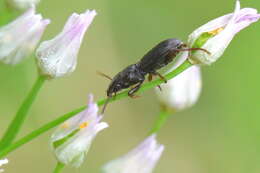 Image of Dixus clypeatus (P. Rossi 1790)