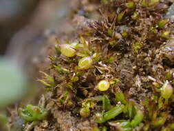 Image of Microbryum curvicollum