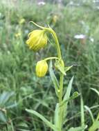 Image of nodding ragwort