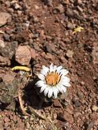 Image of Chaetanthera lanata (Phil.) I. M. Johnston