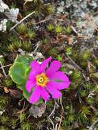 Primula cuneifolia subsp. saxifragifolia (Lehm.) W. W. Sm. & G. Forrest resmi