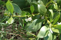 Myoporum boninense subsp. australe R. J. Chinnock resmi