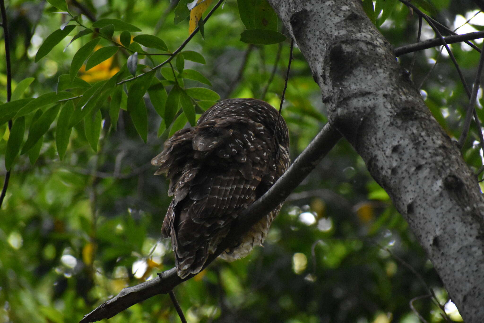 Image of Northern Spotted Owl