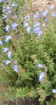 Imagem de Salvia muirii L. Bolus